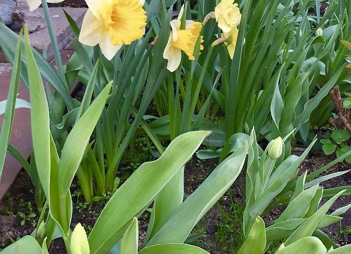 Weintrauben Apartment *